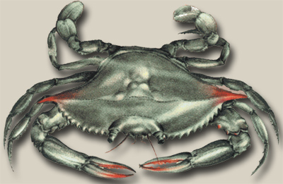 The Maryland Blue Crab (Callinectes sapidus) or "Beautiful Swimmer"